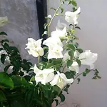 アパート C'era Volta Il Salento