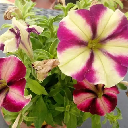 C'era Volta Il Salento *