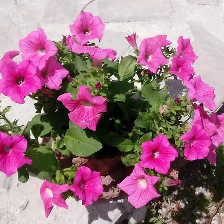 아파트 C'era Volta Il Salento *