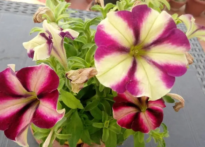 C'era Volta Il Salento *